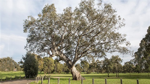 Eucalyptus in a park