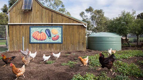 Chickens in garden, with a small painted mural of vegetables in the background