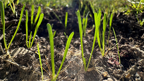 Yam Daisy image of seedlings and grass.png