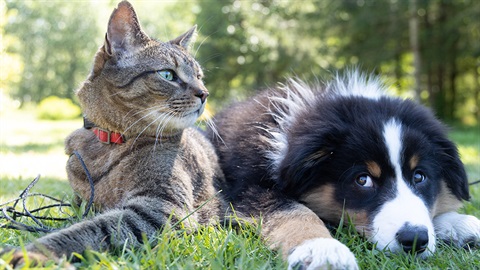 Dog and cat lying on grass