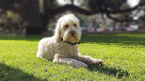 dog in park