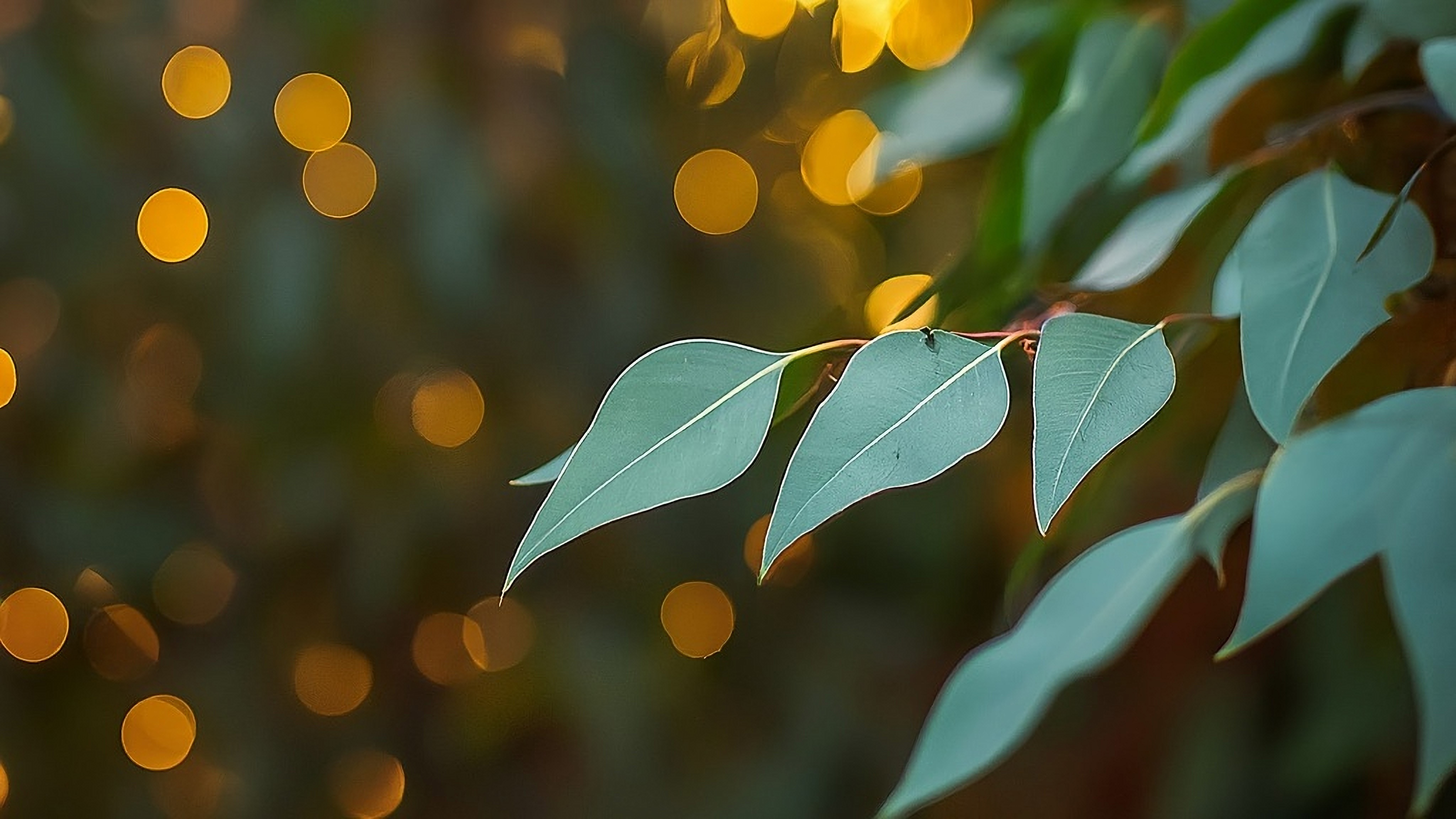 darebin-celebrates-lights-and-gum-leaves.jpg