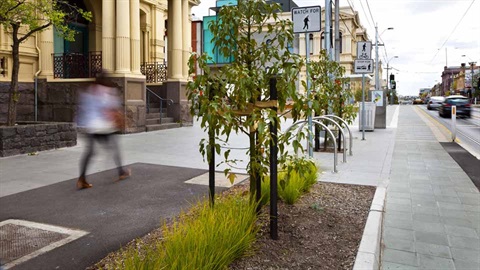 Trees planted on a street