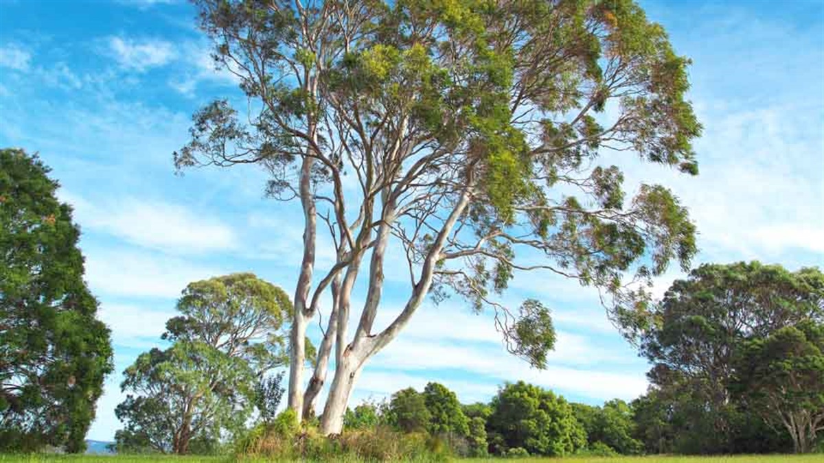 Trees on Council land City of Darebin