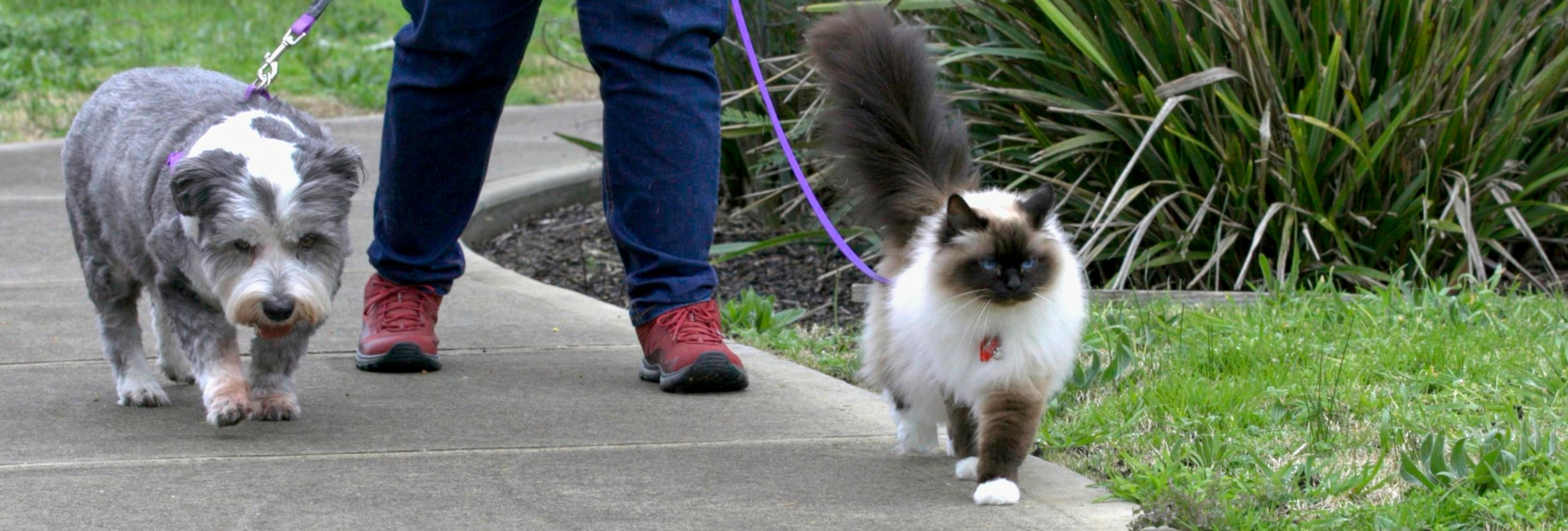 person walking a cat and a dog on a footpath